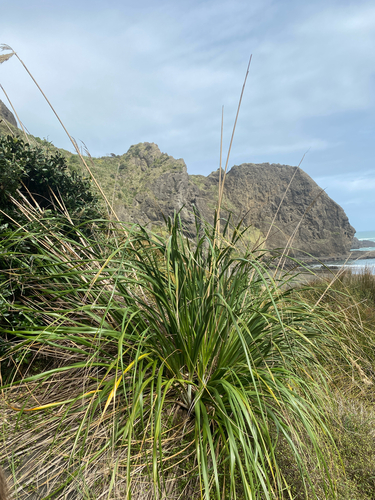 Austroderia splendens, 2026-08-23