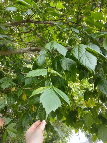 box elder