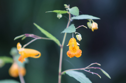 common jewelweed