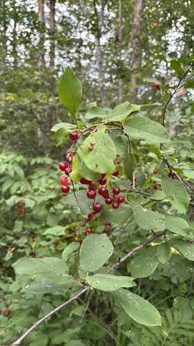chokecherry