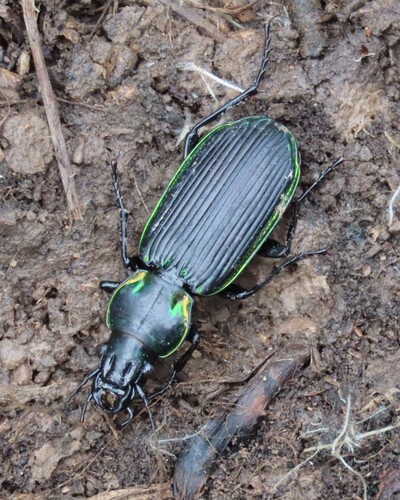 Catadromus lacordairei