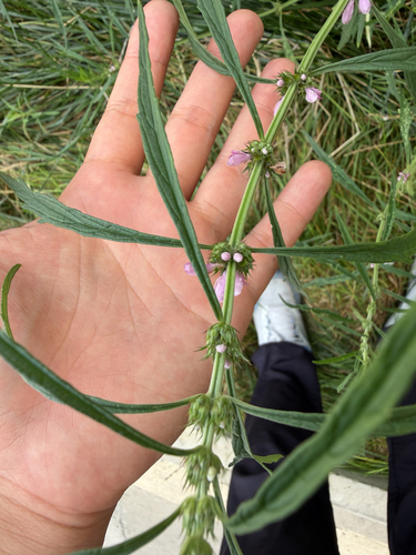 Chinese motherwort