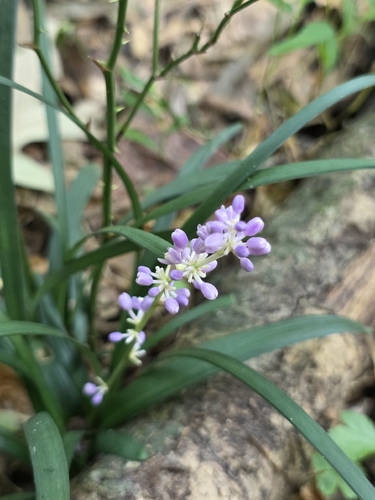 Liriope