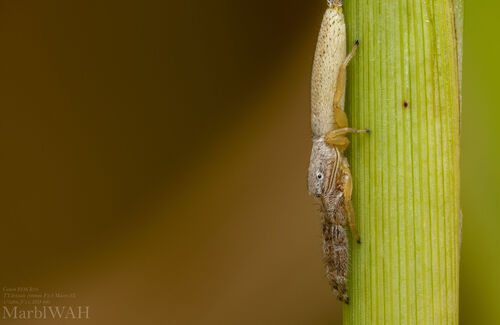 Pike Slender Jumper