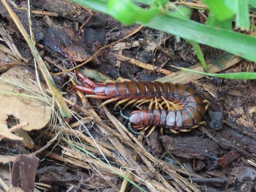 Orange-footed Centipede