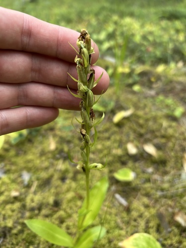 Frog Orchid
