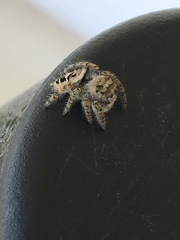 Phidippus putnami