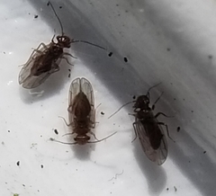 Ectopsocidae