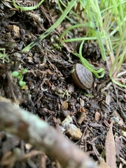 Helminthoglypta exarata