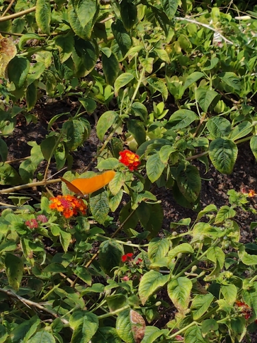 Dryas iulia