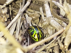 Calligrapha pantherina