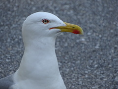 Larus michahellis