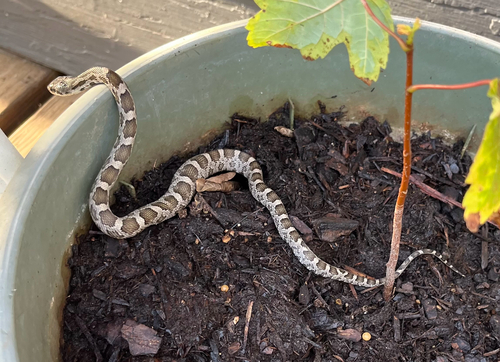 Western Ratsnake