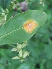 Melampsora epitea