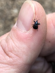 Synolabus bipustulatus
