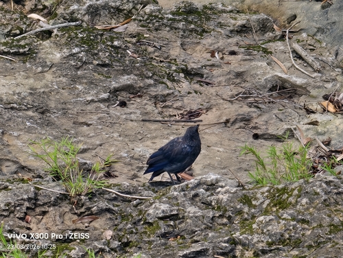 Blue Whistling-Thrush