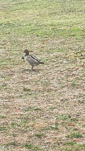 Australian Wood Duck
