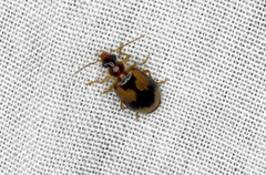 Lebia fuscata