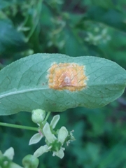 Melampsora epitea