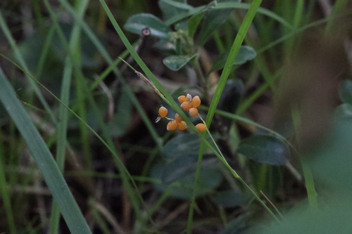 Carex aurea, photograph 4