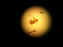 Bosmina longirostris