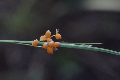 Carex aurea, photograph 3