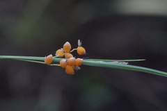 Carex aurea, photograph (c) Rowan Fehr, some rights reserved (CC BY)