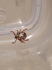 Dermacentor andersoni