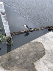 Nycticorax nycticorax image