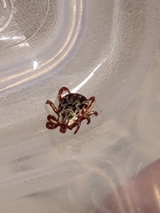 Dermacentor andersoni