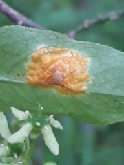 Melampsora epitea