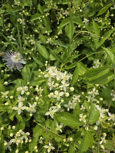 virgin's-bower