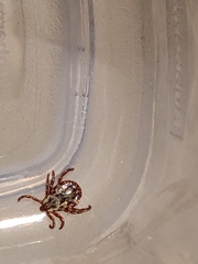 Dermacentor andersoni