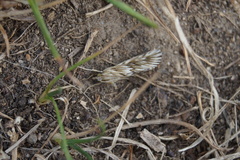 Cynaeda dentalis