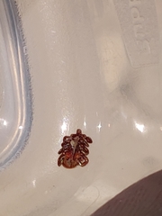 Dermacentor andersoni