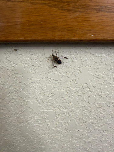 Western Leaf-footed Bug