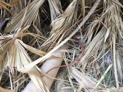 Masticophis flagellum piceus