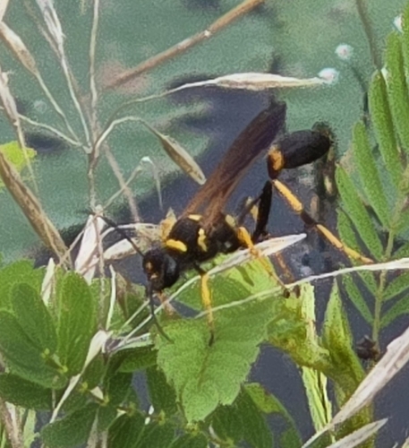 Yellow-legged Mud-dauber Wasp
