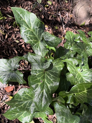 Italian arum