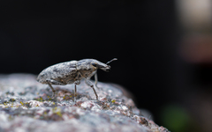 Asproparthenis punctiventris