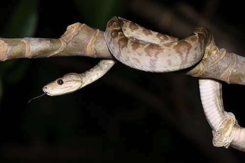 Garden Tree Boa