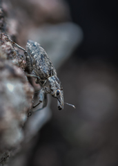 Asproparthenis punctiventris