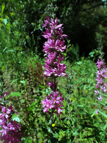 purple loosestrife