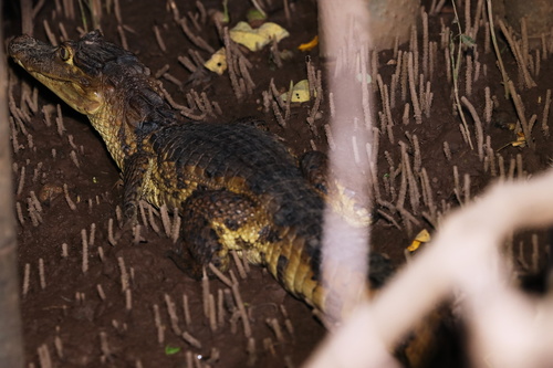 Spectacled Caiman