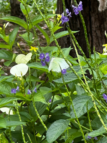 Catopsilia pomona