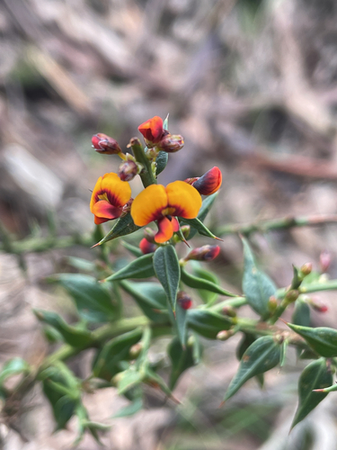 gorse bitter pea