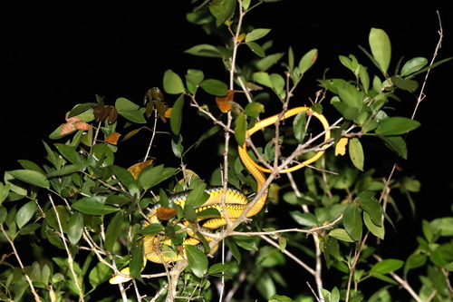 Yellow-lipped Sipo