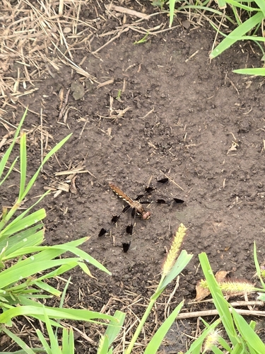 Common Whitetail