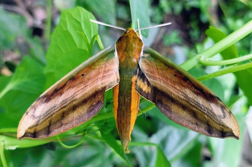 Yam Hawkmoth