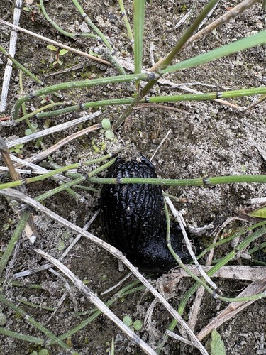 Black Slug
